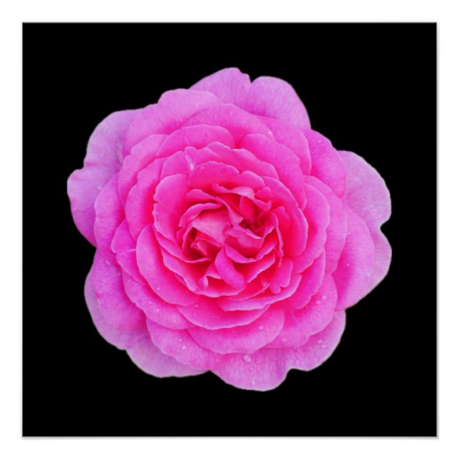 Poster rose (Devant)