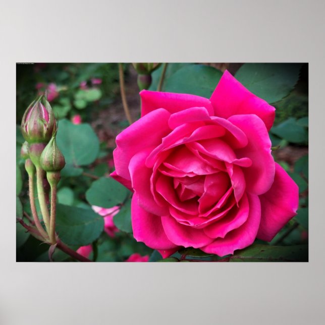 Poster Rose, (Devant)