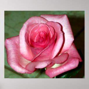 Poster Rose