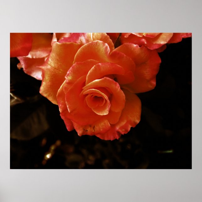 Poster rose (Devant)
