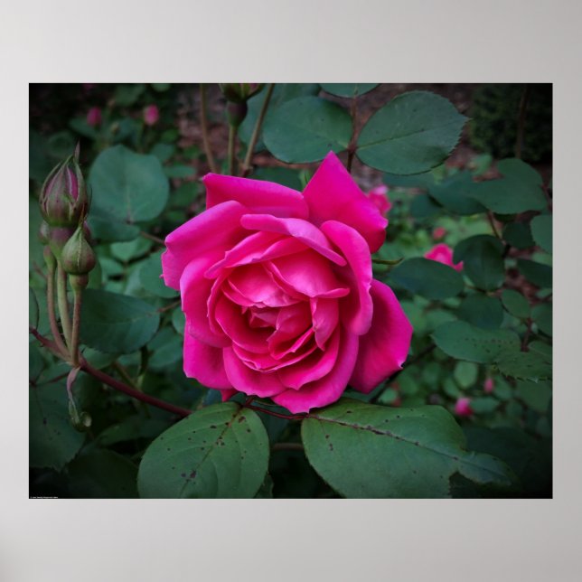 Poster Rose, (Devant)