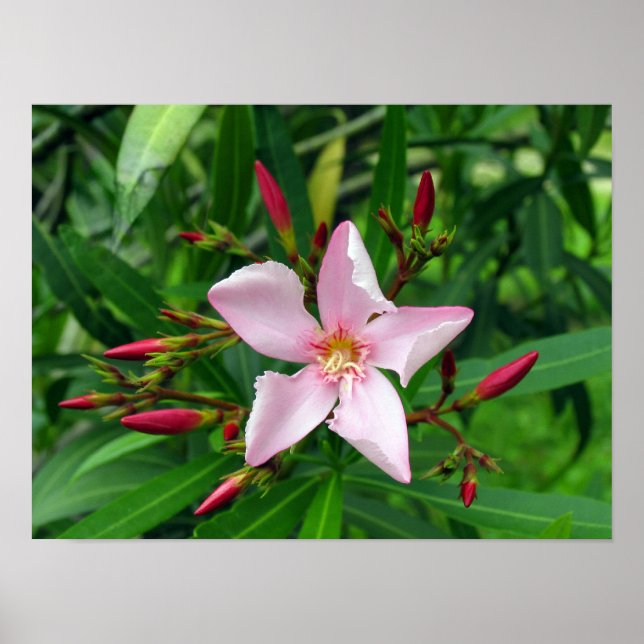 Poster rose (Devant)