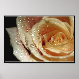 Poster Rose