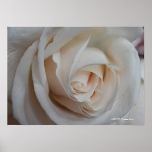 Poster Rose 16