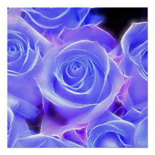 Poster Rose 2014-0927