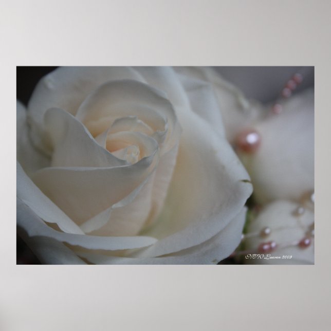 POSTER ROSE 6 (Devant)