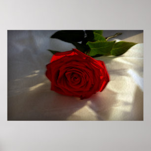 Poster rose à crépuscule