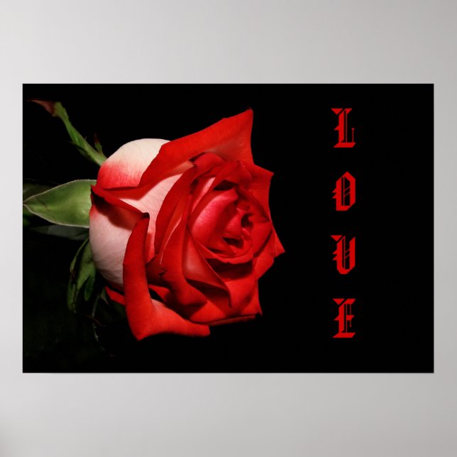 POSTER ROSE AMOUR (Devant)