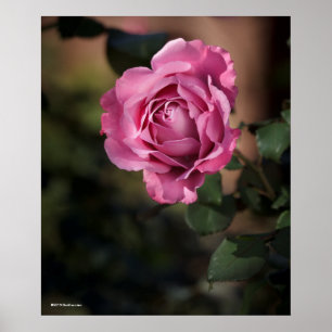 Poster Rose Angel Face