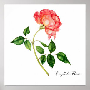 Poster Rose anglaise