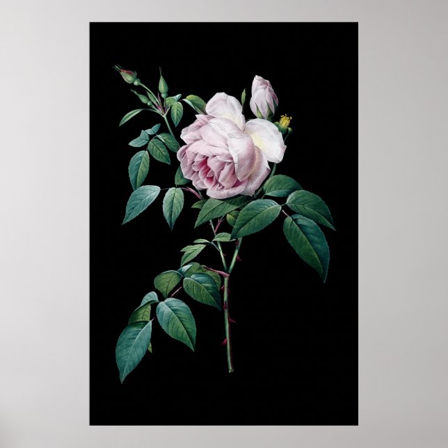 Poster Rose anglaise de Redoute black arrière - plan post (Devant)