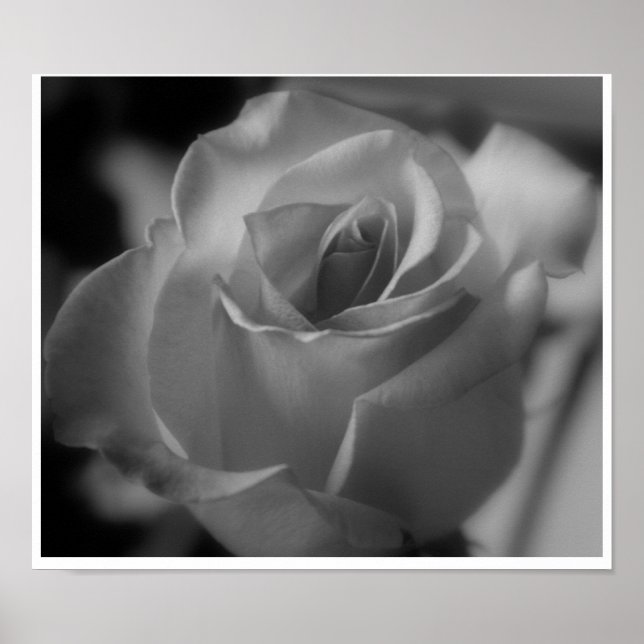 Poster Rose argenté (Devant)