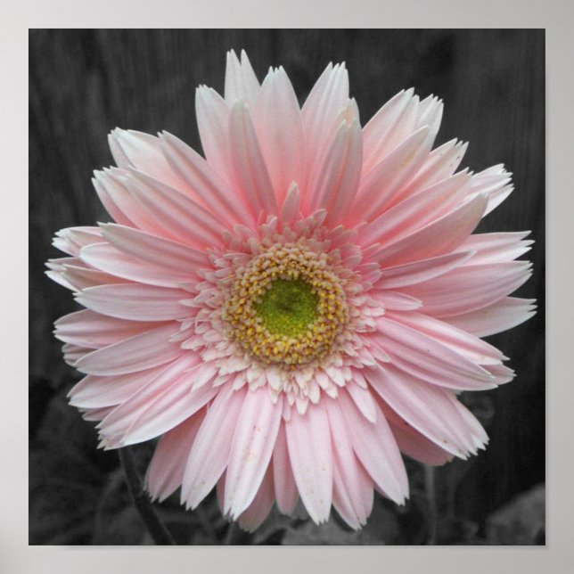 Poster rose Aster 12x12 (Devant)