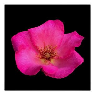 Poster Rose au stylo-feutre