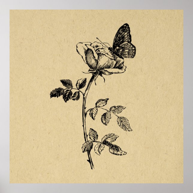 Poster Rose avec Papillon Vintage Art (Devant)