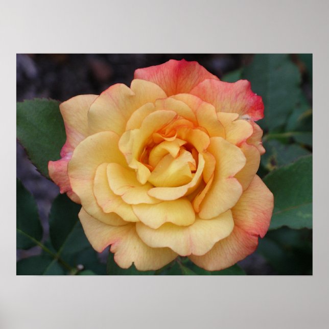 Poster Rose Beautiful Pink and Yellow Floral (Devant)
