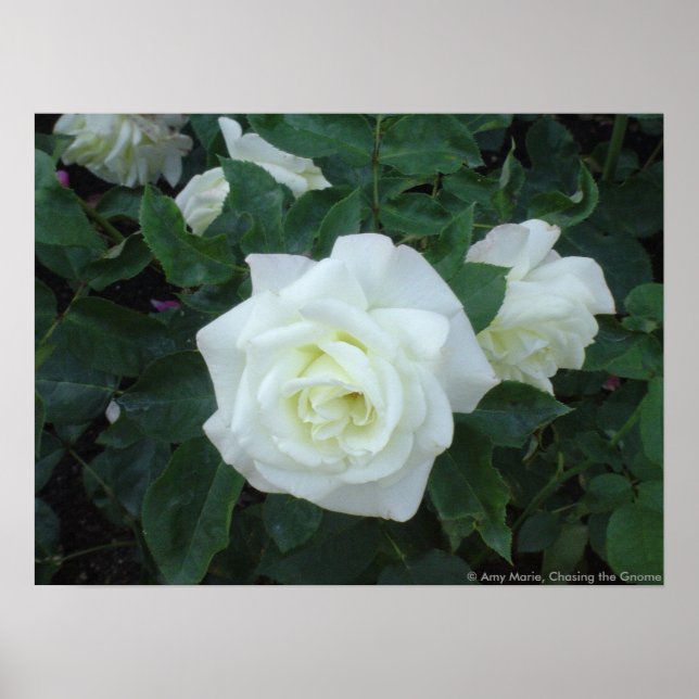 Poster Rose blanche (Devant)