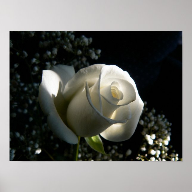 Poster Rose blanche (Devant)