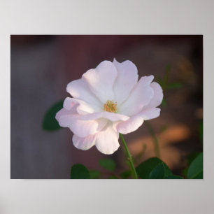 Poster Rose blanche