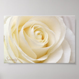Poster Rose blanche