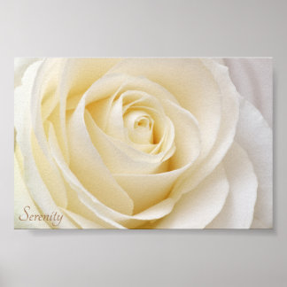 Poster Rose blanche
