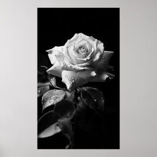 Poster Rose blanche à longue tige photo B&W