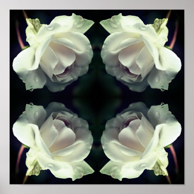 Poster Rose blanche avec gouttes de pluie miroir Abstrait (Devant)