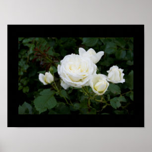 Poster Rose blanche avec quatre rosebules blancs