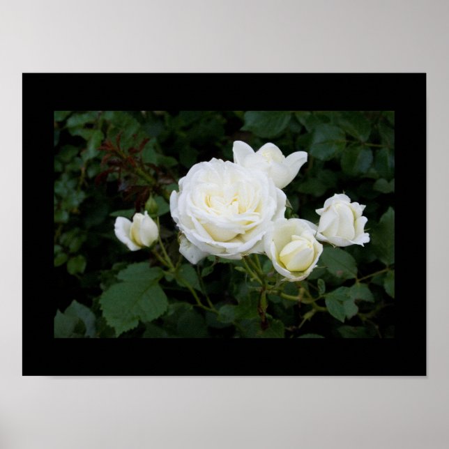 Poster Rose blanche avec quatre rosebules blancs (Devant)