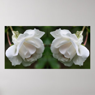 Poster Rose blanche avec Raindrops miroir floral Abstrait