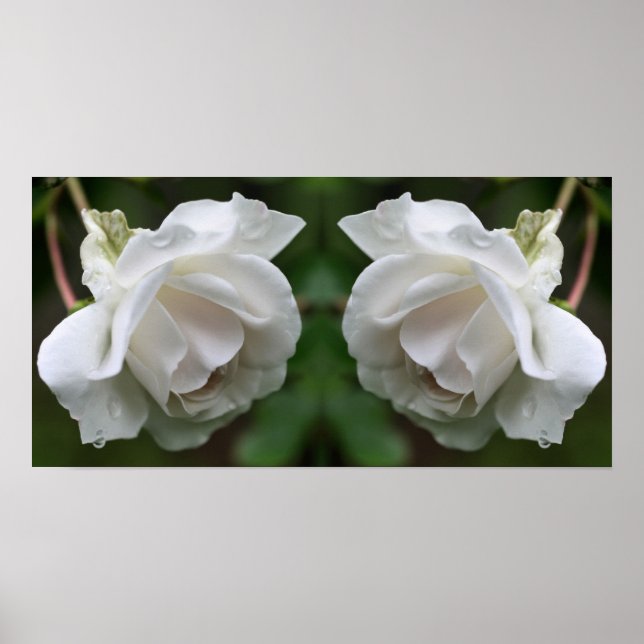 Poster Rose blanche avec Raindrops miroir floral Abstrait (Devant)