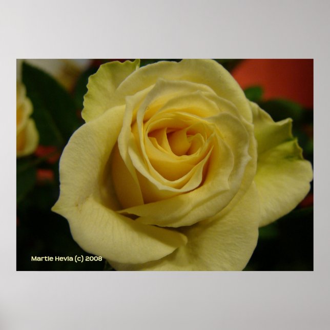 Poster Rose blanche de nuit (Devant)