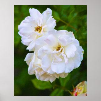 Poster Rose blanche en fleurs