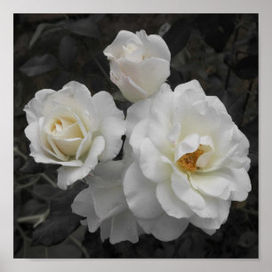 Poster rose blanche en gris