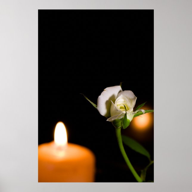 Poster Rose blanche et bougie (Devant)