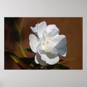 Poster Rose blanche et signification