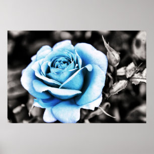 Poster Rose bleu