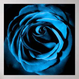 Poster Rose bleu