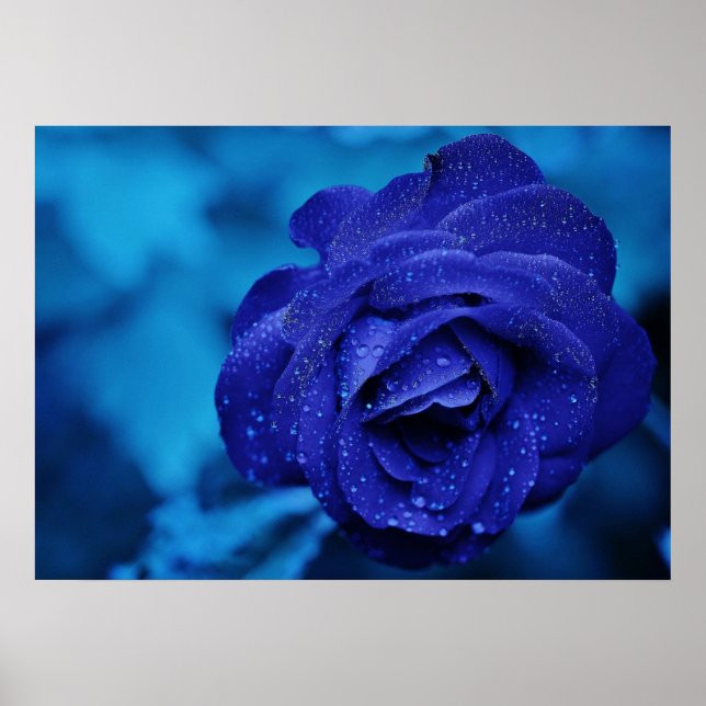 Poster Rose bleu avec gouttes de Dew (Devant)