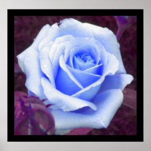 Poster Rose Bleu Bébé