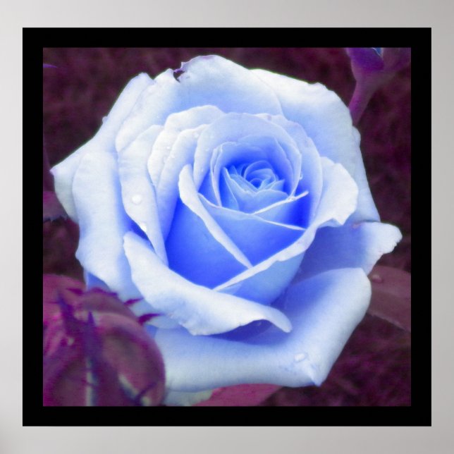 Poster Rose Bleu Bébé (Devant)