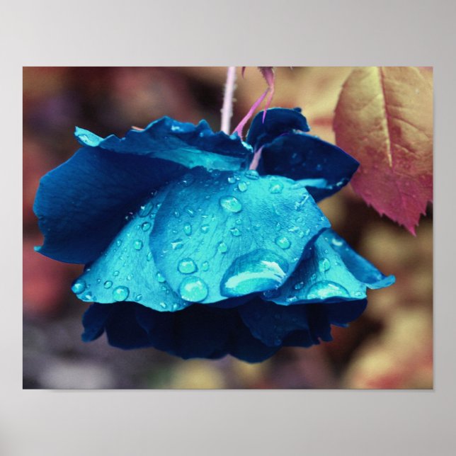 Poster Rose bleu Lingering Raindrops Abstrait Flower Art (Devant)