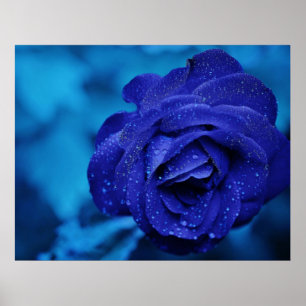 Poster Rose bleu saupoudré de gouttes de ragoût