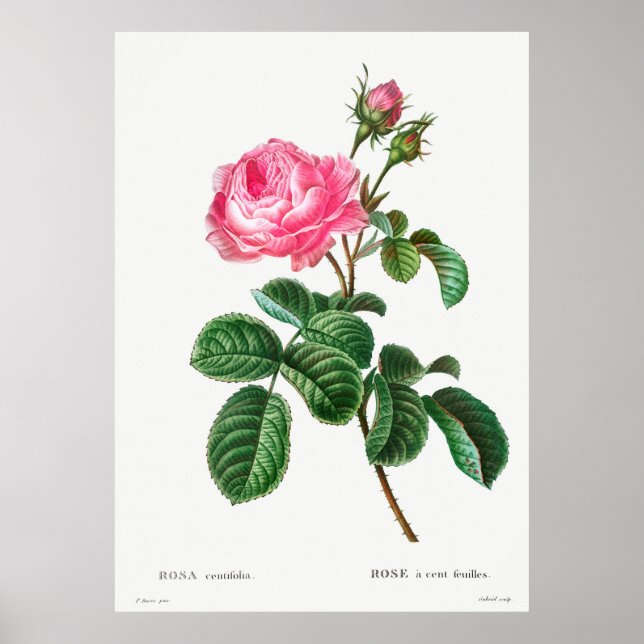 Poster Rose botanique (Devant)