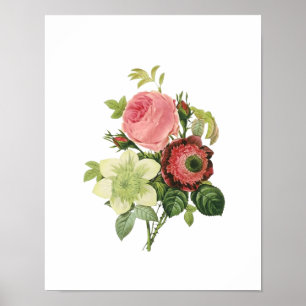 Poster Rose botanique Clementis Anemone Redoute