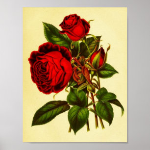 Poster Rose botanique rouge