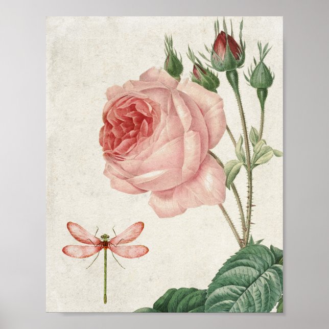 Poster Rose botanique vintage et libellule (Devant)