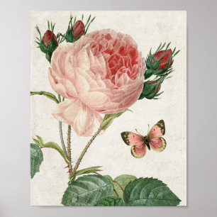 Poster Rose botanique vintage et papillon