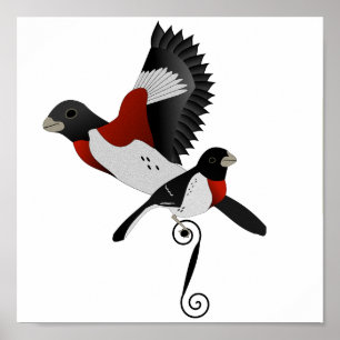 Poster Rose Breasted Grosbeak
