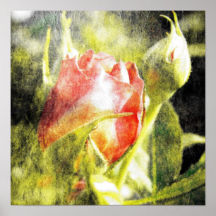 Poster Rose Bud